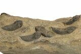 Cluster Of Ordovician Trilobites (Sokhretia?) - Erfoud, Morocco #131815-2